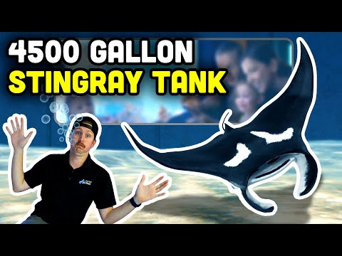 MASSIVE Stingray Tank Install!