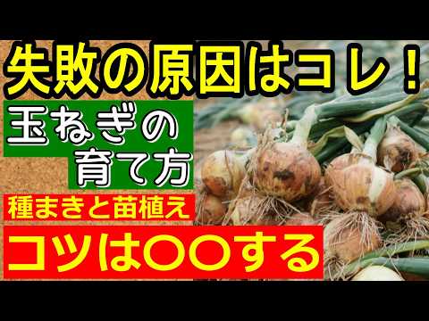 【初心者向け】 玉ねぎの栽培方法を種まき～苗の植え方まで徹底解説！