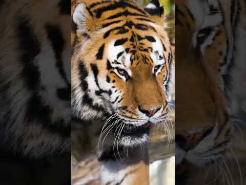 Endangered Species: Malayan Tiger