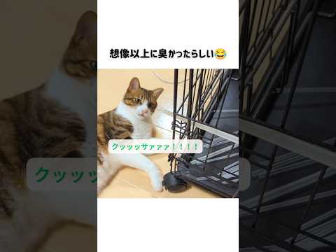 【フレーメン反応】匂いを嗅いだ猫の表情が可愛すぎましたw#猫 #保護猫 #可愛い#shorts #short