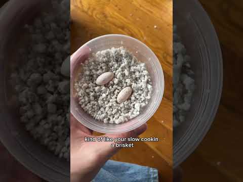 When will these gecko eggs hatch? Take your guesses