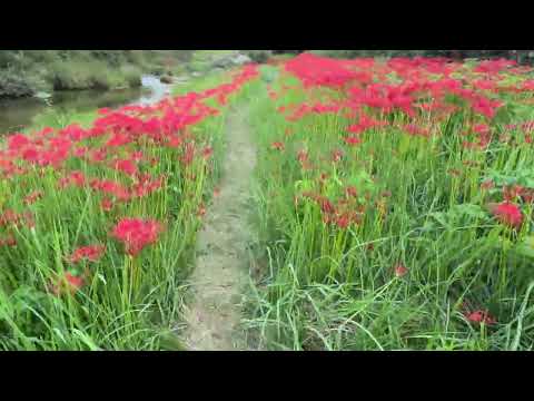 彼岸花　美川地区をあるく