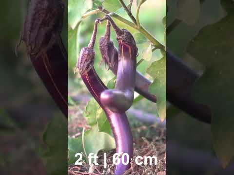 Grow Huge Harvest of Eggplants Every Week