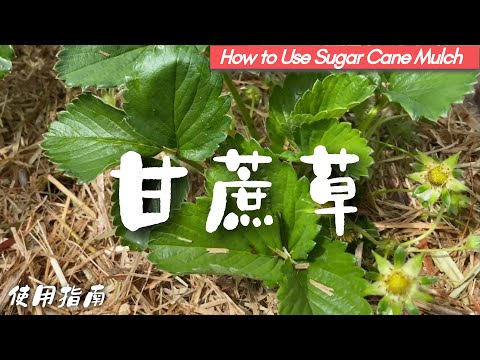 甘蔗草（Sugar Cane Mulch）的妙用，聊菜园有机覆盖的必要性