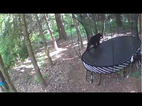 Bears Have Fun on a Springfree Trampoline – See What Happened!  🐻🐾