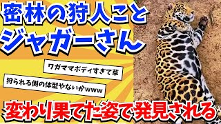 【2ch動物スレ】密林の狩人ことジャガーさん、変わり果てた姿で発見されるwwwwww