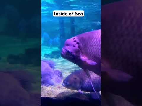 Inside of sea #sea  #sealife #trending #viral #phuket #trip #youtubeshorts #youtube #youtuber #enjoy