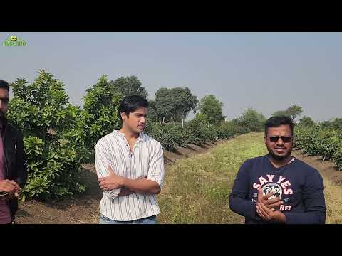 Avocado Farming in Bhopal & Punjab | +91-6268643227 | Indo Israel Avocado Vlog 159