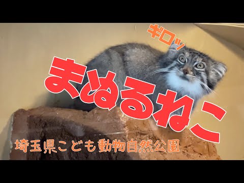 マヌルネコショート動画 埼玉県こども動物自然公園 / Otocolobus manul / cat / Pallas’s cat