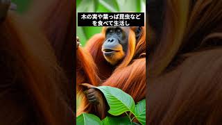 珍しい動物 - スマトラオランウータン