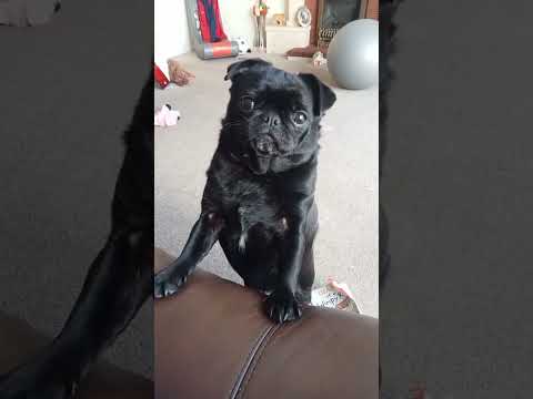 funny cute pug raging after her walk, adorable sassy dog #funwithpets #subsctibe #petlover #sassy