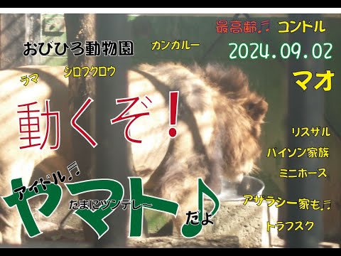 おびひろ動物園　　朝は活発なヤマト♬実は、マオもジャックもほかの仲間たちも朝は活発なんですよ～♬2024年9月2日♬