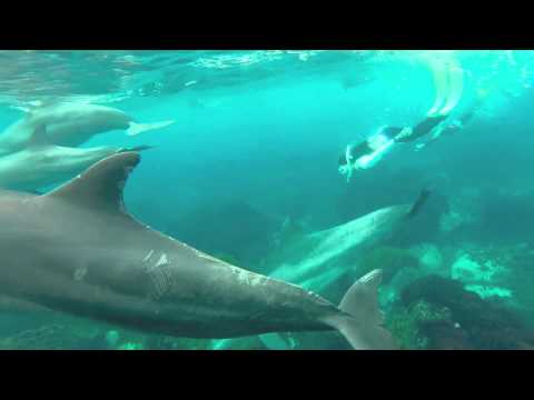 ６月の御蔵島でイルカと泳ぐ！Swimming with dolphins in Mikura-Island, Japan!