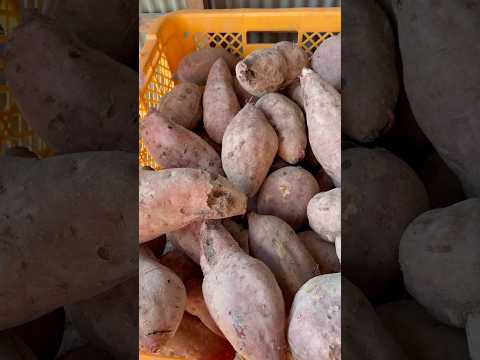 🌸 Enormous Japanese Sweet Potatoes for ¥100! - softypapa shorts 🍠🇯🇵