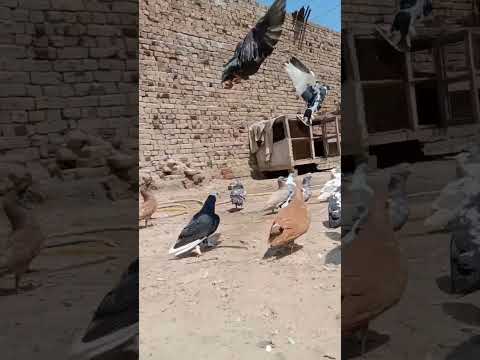 #beautiful #pigeon #kabootar #pigeonbreeds #whitepigeon #pigeontypes #pigeonfancier #rollerpigeons