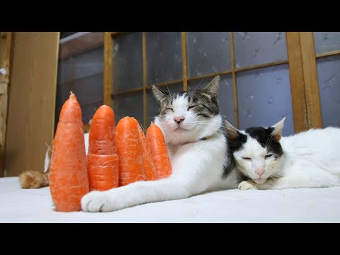 人参　のせ猫　241226