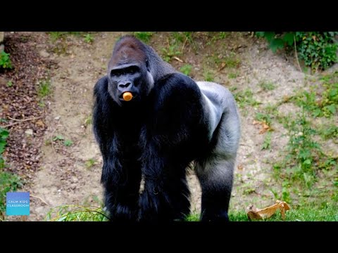 Quiet Classroom Music For Children - Gorillas - Relaxing music for elementary classroom