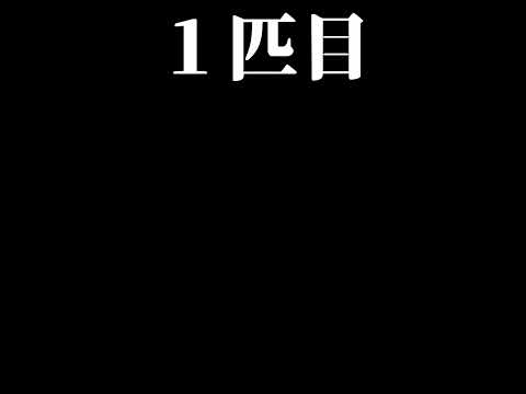 【オレンジ諸島編】サトシ卒業記念！アニポケサトシの手持ちをポケカにしたらいったいいくらになる？そもそもオレンジ諸島で捕まえたポケモン覚えてる？【ポケカ】【価格ランキング】