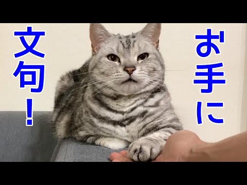 猫のお手に不満があるあんなちゃん　おしゃべりペット