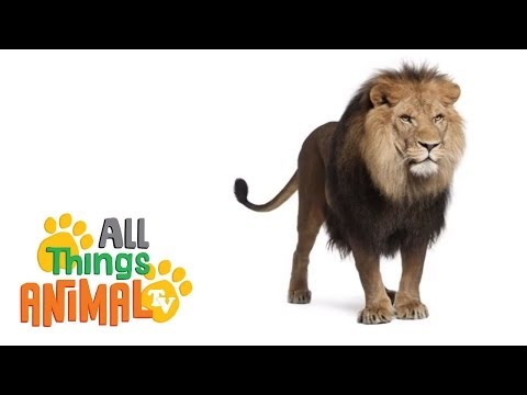 * LIONS * | Animals For Kids | All Things Animal TV