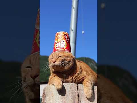 一杯満足 しょうゆ味ヌードル　のせ猫　241217 #cat #かご猫 #cute #ネコ #ネコ #猫のいる暮らし