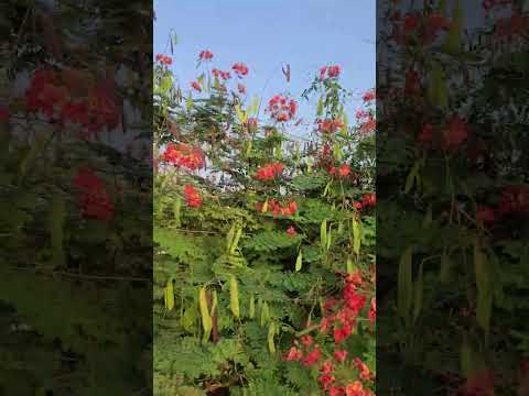 Peacock Flower plant