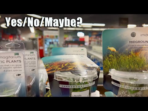 Petco Aquarium Plants I Will Or Will Not Be Buying Anymore | Buying Tips