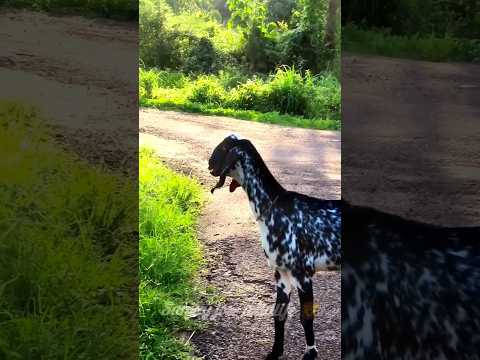 goat sounds🐐 mother goat crying baby sound 💤 बकरी की आवाज़  #shorts #short #shortvideo  #goatsound