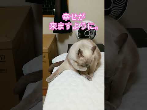 【リアルまねき猫】幸運をよぶテトちゃん　#ねこ #cat #shorts #幸運 #幸福　#金運