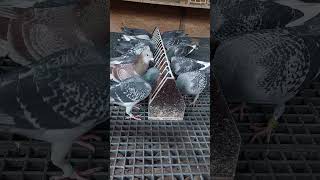 Masculii de zbor #pigeon #racingpiegons #foryou #birds #porumbei #shorts #viralvideo #short #youtube