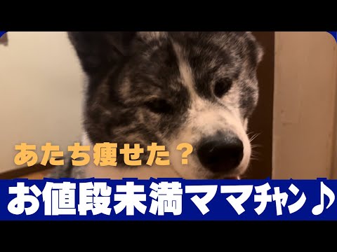 【Akita dog】秋田犬　ママちゃんがケチってこうなりました！