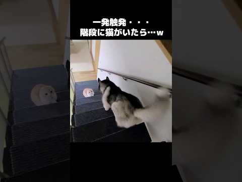 一発触発！階段に猫がいたら...#shots