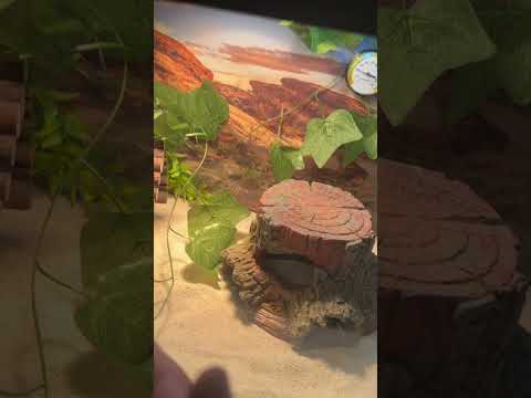 My bearded dragons new home 🏠 🐉 #fyp #explore #reptiles #art #shorts #subscribe