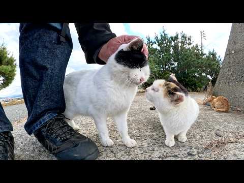 When I went to the beach, I was surrounded by lots of cute cats.