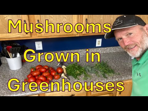 Mushroom growing with plants in wood chips within a greenhouse || Sustainable and Independent