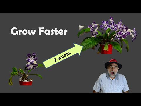 Grow Plants 10 X Faster