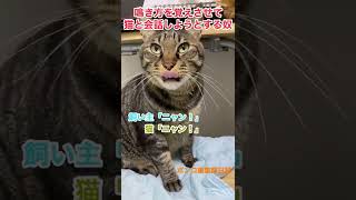 猫と会話の練習