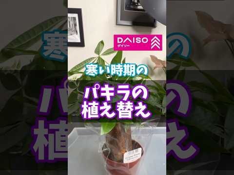 【パキラ】寒い時期のパキラの植え替え 観葉植物 #観葉植物 #plants #daiso #ダイソー #houseplants #パキラ #pachira