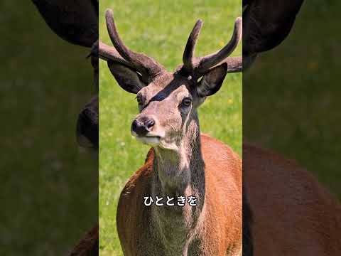 【旅行】奈良市１日観光プラン！（奈良県） #鹿 #奈良公園 #東大寺