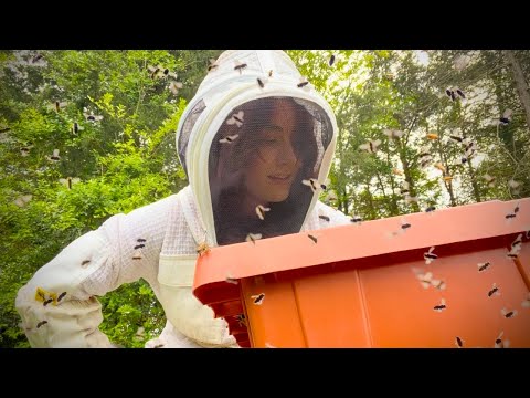 HONEY BEE SWARM In Flight- Let's Get Them To Land!!