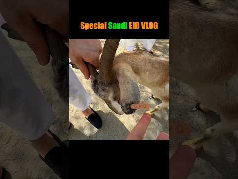 Eid ul Adha vlog in Jeddah Saudi Arabia #eid #saudiarabiafood #jeddah