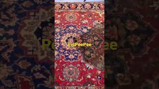 PetPeePee service Shows How we Remove Urine Odor from Oriental rug