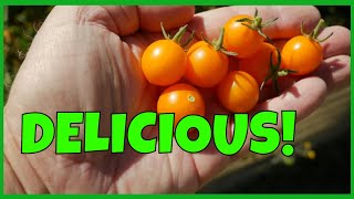 The Best-Tasting Cherry Tomato