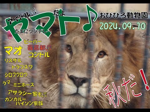 おびひろ動物園　秋の気配にヤマトも大喜び♬マオはゆったり♬ジャックもみんなも楽しいよ♪2024年9月10日♬