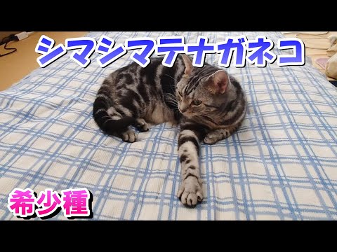 シマシマテナガネコ！おふとんに現る！（アメリカンショートヘア）