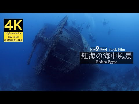 【4K 水中映像】紅海の海中風景 / Underwater scenery / Redsea-Egypt