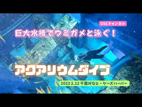 水族館のような大型水槽でウミガメと泳ぐ！潜る！スキンダイビング！アクアリウムダイブ in 千葉みなと♪