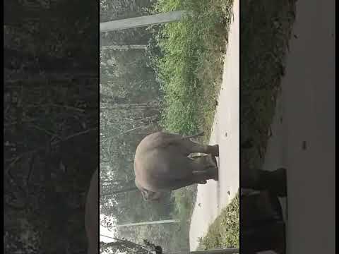 #funnyvideo #elephant #elephantvideos  #elephantfunnyvideos #funny  #shorts #priyadarshinifoodcourt