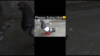 💥अंजीरिया😲बना हुआ🔥 #shorts #shortsfeed #shortvideo #pigeon #kabootar #pigeonlover #kabootarlovers