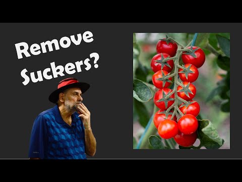 Latest Data on Pruning Tomato Suckers 🍅🍅 Should You Remove Suckers?